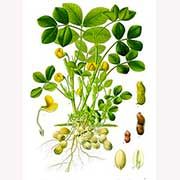 arachis